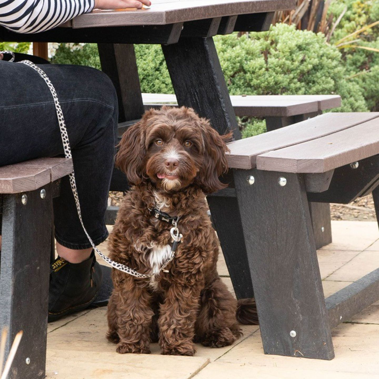 We are a dog-friendly bar 